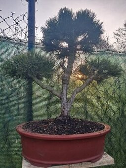 Bonsai,bonsaj Borovice - 1