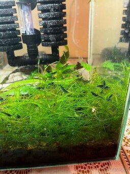 Krevetky Neocaridina (sladkovodní)
