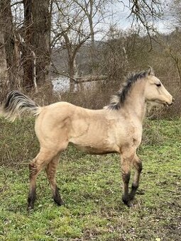 AQH hřebeček 1 rok, buckskin
