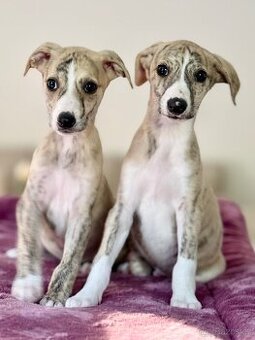 Vipet/Whippet s PP (FCI)