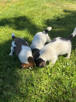Prodám štěňata jack russella bez PP
