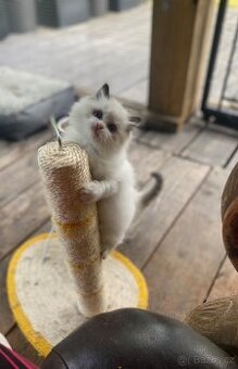 Ragdoll kotě