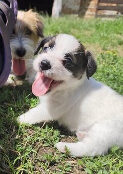 Jack Russell teriér