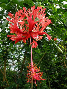 Pokojový ibišek Schizopetalus - Ibišek dřípený