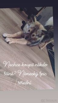 Prodám štěně