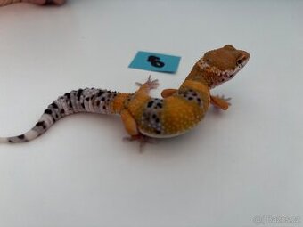 Gekončík noční sameček Tangerine 28g