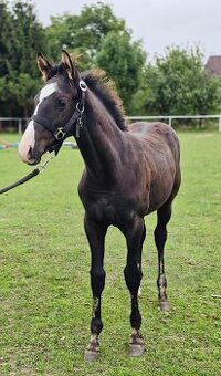 Poloviční American Paint Horse – hřebeček