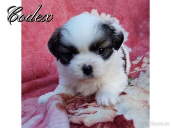 Tibetský španěl - Tibetan Spaniel - s PP - 1