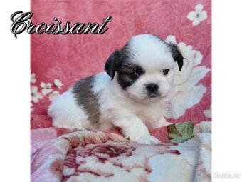 Tibetský španěl - Tibetan Spaniel - s PP