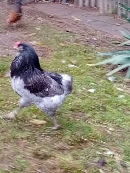 Kohout Česká kropenka,arakauny