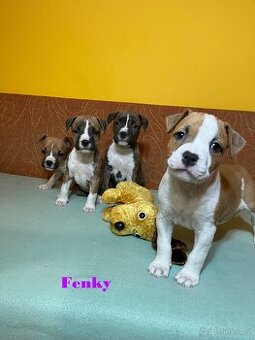 Americky Stafordšírský Terier šteniatka