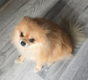 Pomeranian