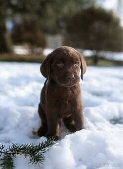 Labradorský retrívr s PP - čokoládové štěně