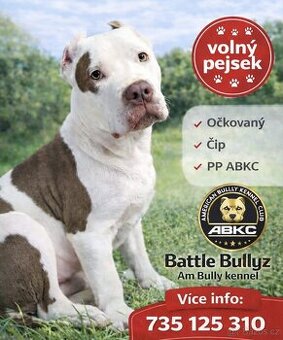 American Bully XL TOP rodokmen originál ABKC USA