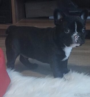 Francouzský buldoček