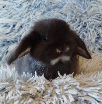 Minilop - anglický zakrslý beránek s VP