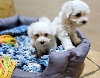 Maltézský psík maltezak maltezaček