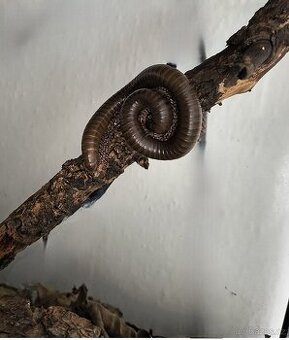 Mnohonožky Telodeinopus aoutii