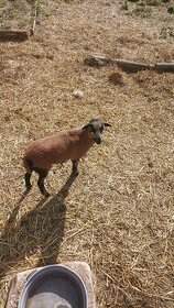 Kamerunská ovečka