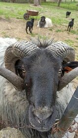 Ovce vřesová jehňata - 1