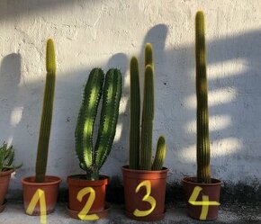Velké kaktusy