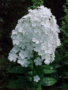 Flox vysoký, bílá barva květu, sazenice