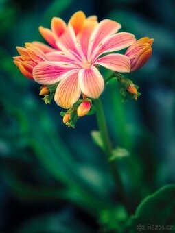 Lewisei- ruzova, bila, merunkova