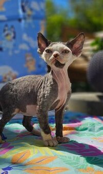 Devon rex kocourek s průkazem původu