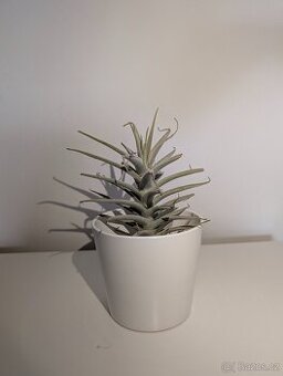 Tilandsie, Tillandsia - 1