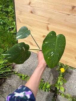 Monstera thai constalation