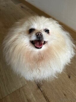 Pomeranian