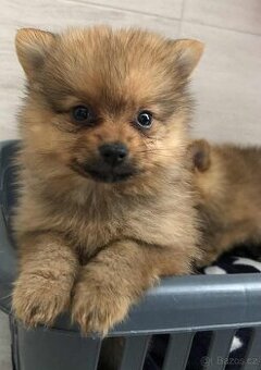 Pomeranian špic