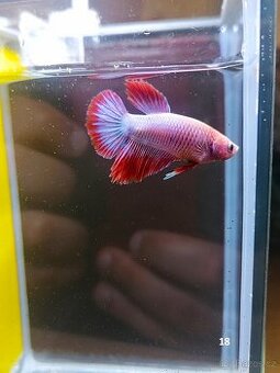 Betta Splendens - samec 18 - 1