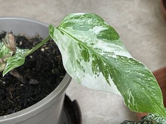 Monstera Albo
