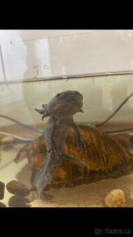 Daruji axolotla
