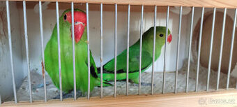 Agapornis etiopský