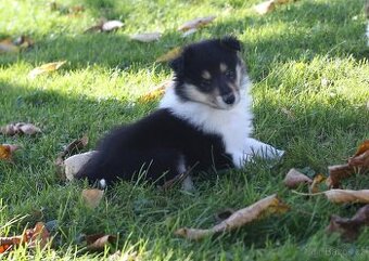 Kolie dlouhosrstá s PP ( FCI ) Collie rough