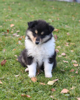 Kolie dlouhosrstá s PP ( FCI ) Collie rough