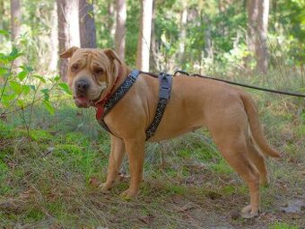 VANILKA K ADOPCI - vděčná, umazlená, CHCE DOMŮ:(