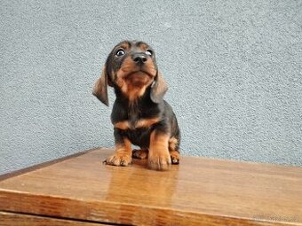 Jezevčík trpasličí