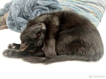 Nejmilejší kocourek hledá nový domov