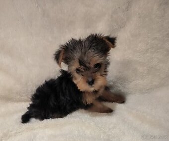 Jorkšírský teríer