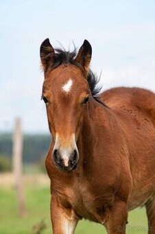 Hřebeček Welsh Cob s PP