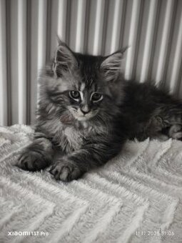 Mainská mývalí koťátka