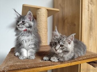 Mainská mývalí koťátka - 1