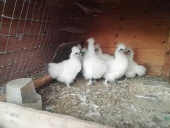 Hedvabnicka zdrobnela