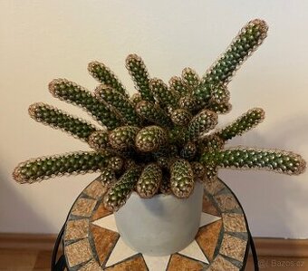 Kaktus v květináči