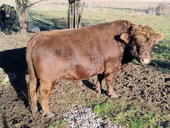Prodám plemenného býčka Dexter - 1