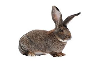 Belgický obr - samice.