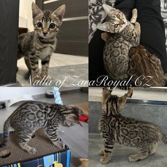 Bengálská kočka s PP